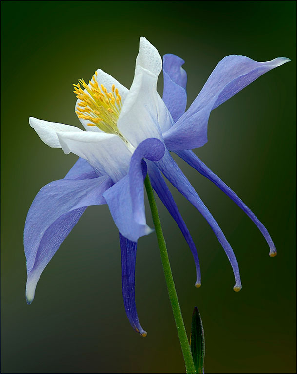 Lavender Columbine